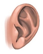 Betegségek kezelési a fül által népi jogorvoslati