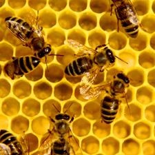 Лікування остеохондрозу бджолами - апітерапія, лікувальний отрута бджіл
