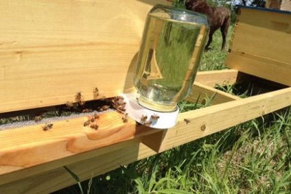 A kezelés a méhek a tavaszi és a kezelés a megelőzés