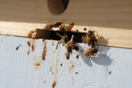 Tratamentul albinelor în primăvară și tratamentul pentru prevenire