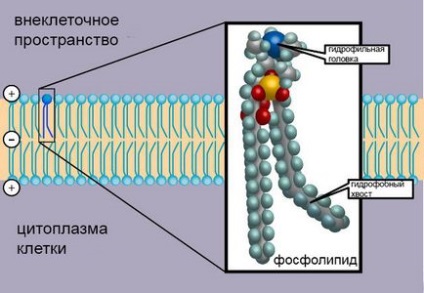 Ліпіди і клітинна мембрана, селекція привабливих станів