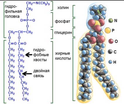 Ліпіди і клітинна мембрана, селекція привабливих станів