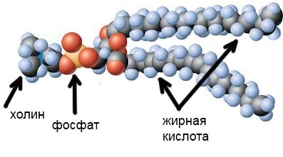 Ліпіди і клітинна мембрана, селекція привабливих станів