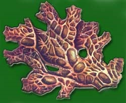 Lichen lichenii - lichenii - natura și animalele