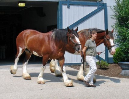 Horse Persheron rasa de revizuire, specificatii, fotografie