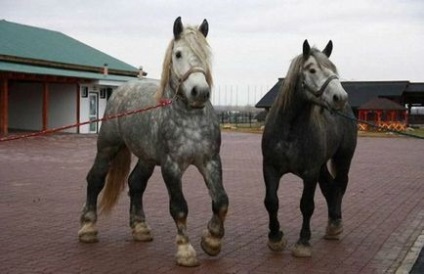 Percheron lófajta áttekintést, jellemzői, fotók