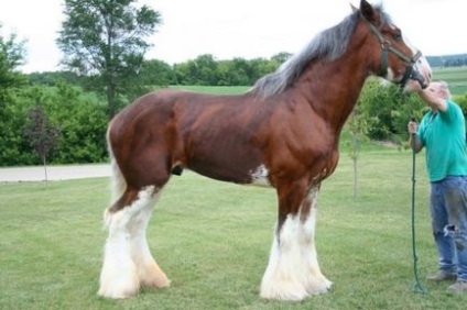 Horse Persheron rasa de revizuire, specificatii, fotografie