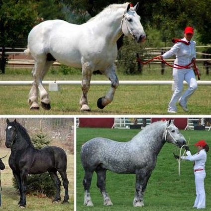 Кінь породи першерона фото і відео, опис, характер, розведення, характеристики, ціна