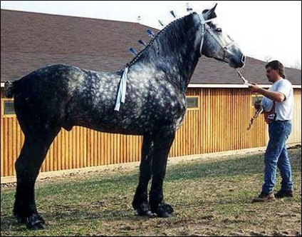 Кінь породи першерона фото і відео, опис, характер, розведення, характеристики, ціна