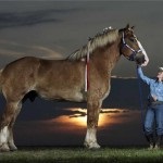 Кінь породи першерона фото, ціна та опис