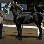 Lófajták Percheron fotó, ár és leírás (ló) Lófajták Percheron fotó, ár és leírás