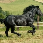 Lófajták Percheron fotó, ár és leírás (fotó) Lófajták Percheron fotó, ár és leírás