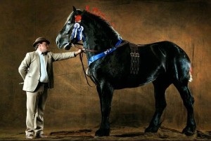 Lófajták Percheron fotó, ár és leírás (fajta) Lófajták Percheron fotó, ár és leírás
