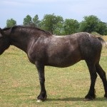 Percheron lófajta történetét, leírás, fényképek, a lovak