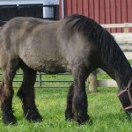 Percheron lófajta történetét, leírás, fényképek, a lovak