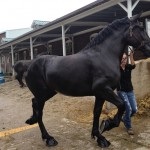 Percheron lófajta történetét, leírás, fényképek, a lovak