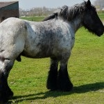 Percheron lófajta történetét, leírás, fényképek, a lovak