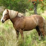 Percheron lófajta történetét, leírás, fényképek, a lovak