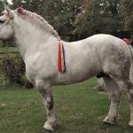 Percheron lófajta történetét, leírás, fényképek, a lovak