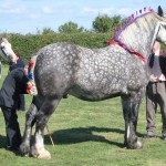 Percheron lófajta történetét, leírás, fényképek, a lovak