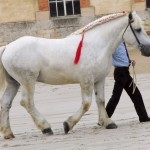 Percheron lófajta történetét, leírás, fényképek, a lovak