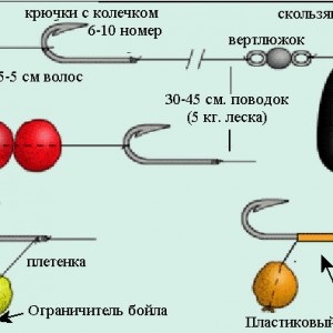 Ловля коропа восени