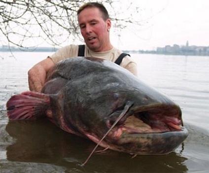 Catfish captura pe jig-momeala - revista de pescuit - revista online despre hobby-ul tau preferat
