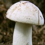 Boletul fals, caracteristicile sale și diferențele față de ciuperca prezentă