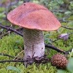 Hamis Boletus, jellemzői és a különbségek a gomba