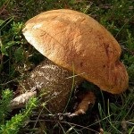 Hamis Boletus, jellemzői és a különbségek a gomba