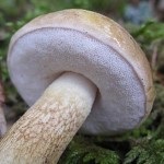 Hamis Boletus, jellemzői és a különbségek a gomba