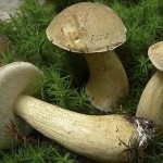 Помилковий підосичники, його особливості та відмінності від справжнього гриба