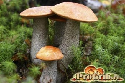 Фалшиви Boletus, неговите характеристики и разлики от тази гъба