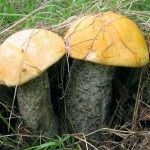 Boletul fals, caracteristicile sale și diferențele față de ciuperca prezentă