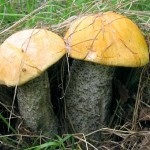 Hamis Boletus, jellemzői és a különbségek a gomba