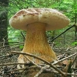 Помилковий підосичники, його особливості та відмінності від справжнього гриба