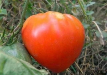 Cele mai bune soiuri determinante de tomate pentru teren deschis