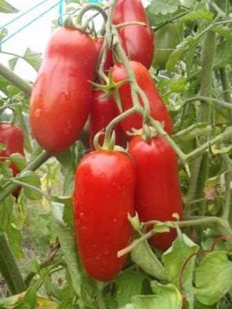 Cele mai bune soiuri determinante de tomate pentru teren deschis