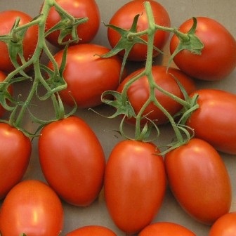 Cele mai bune soiuri determinante de tomate pentru teren deschis