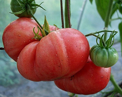 Cele mai bune soiuri determinante de tomate pentru teren deschis