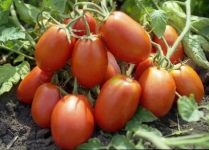 Cele mai bune soiuri determinante de tomate pentru teren deschis