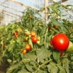 Cele mai bune soiuri determinante de tomate pentru teren deschis