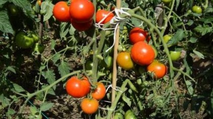 Cele mai bune soiuri determinante de tomate pentru teren deschis