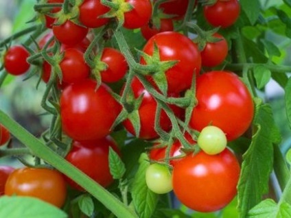 Cele mai bune soiuri determinante de tomate pentru teren deschis