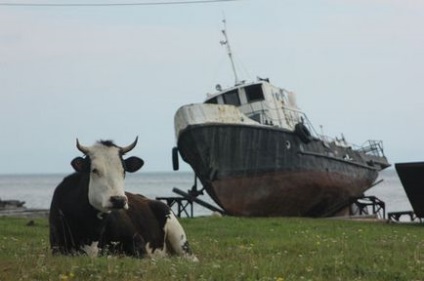 Cele mai bune locuri pentru a călători pe Baikal sunt pisicile mari, baikal