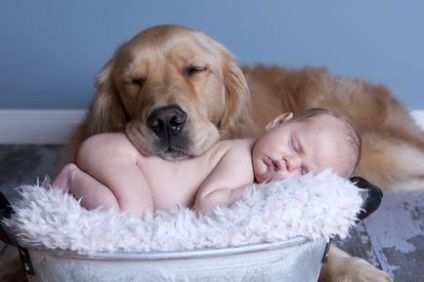 Кращі породи собак для дітей сенбернар, коллі, ретривери - новини про тварин в світі людей