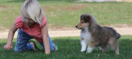 A legjobb kutyafajták gyerekeknek bernáthegyi, collie, retrieverek - hírek az állatok az emberi világban