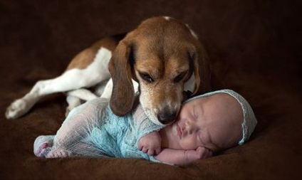 A legjobb kutyafajták gyerekeknek bernáthegyi, collie, retrieverek - hírek az állatok az emberi világban