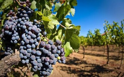 Кращі вина краснодарського краю огляд, рейтинг, склад, види та відгуки