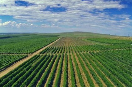 Кращі вина краснодарського краю огляд, рейтинг, склад, види та відгуки